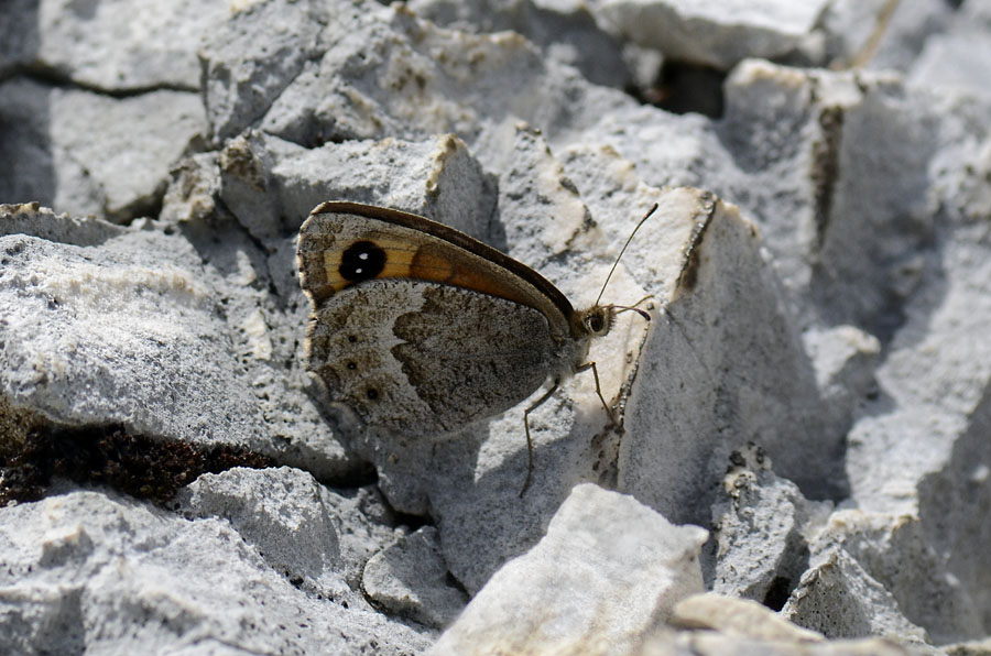 Erebia montana ?